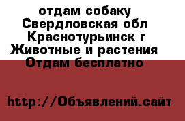 отдам собаку - Свердловская обл., Краснотурьинск г. Животные и растения » Отдам бесплатно   